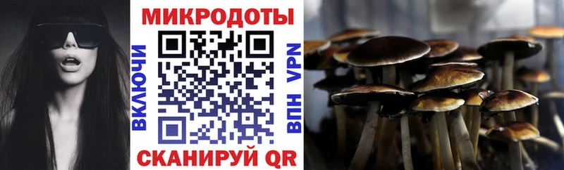 Галлюциногенные грибы Psilocybe  Чкаловск 